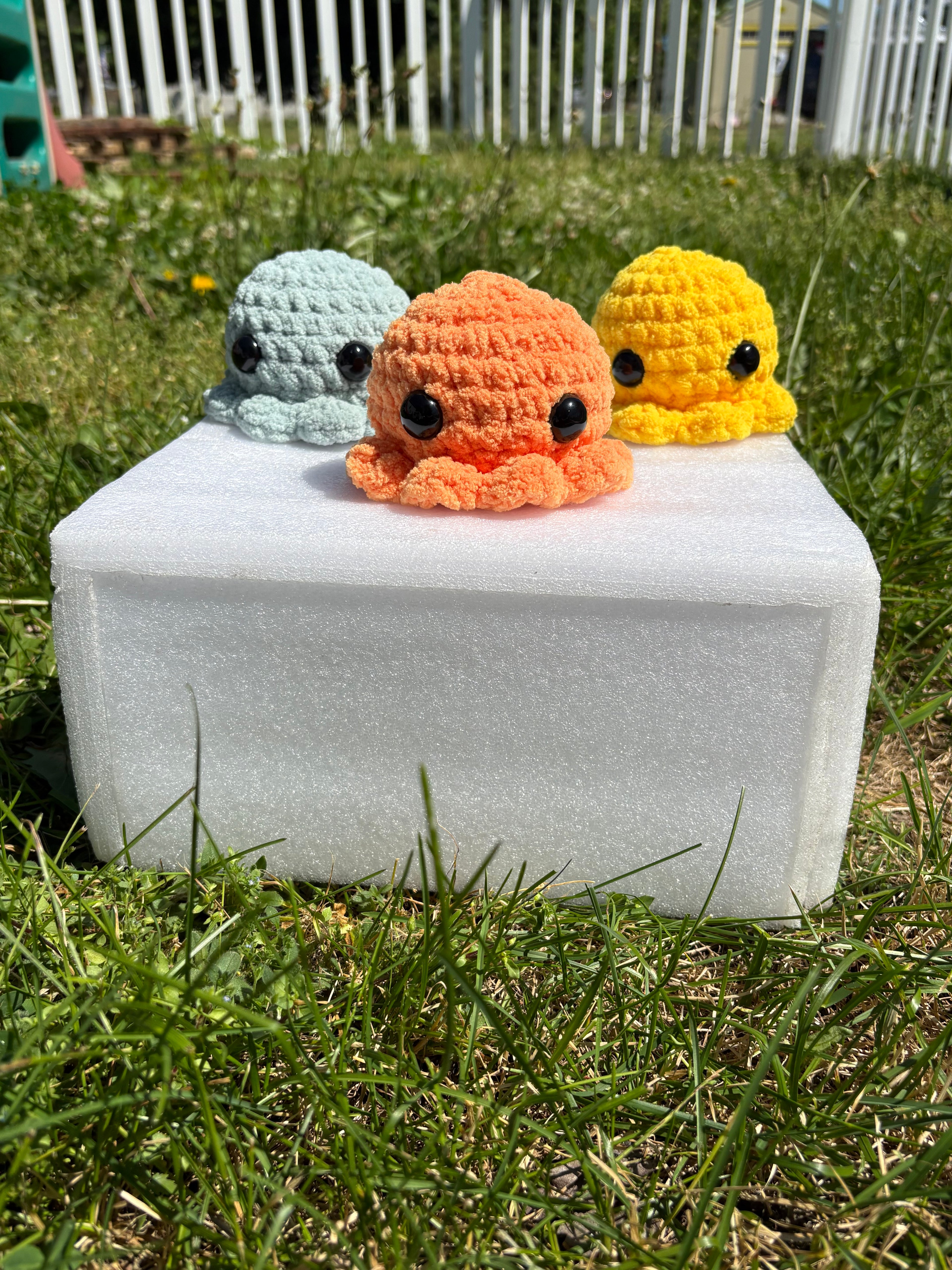 Small octopus